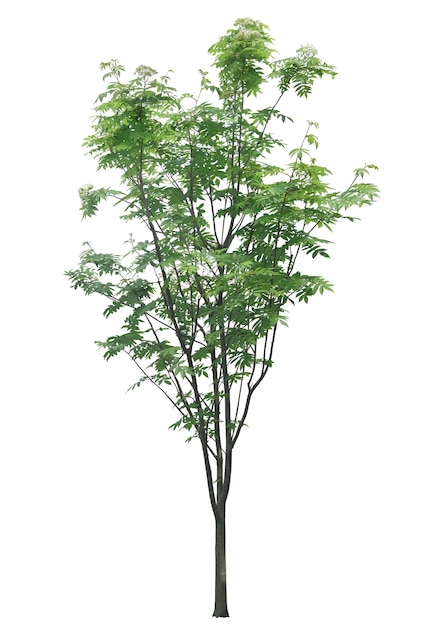 Árbol de colección de alta resolución con el diseño original de fondo psd recortado