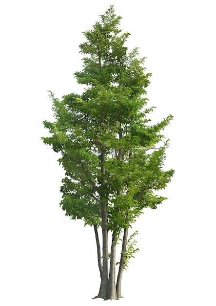 Árbol de colección de alta resolución con el diseño original de fondo psd recortado