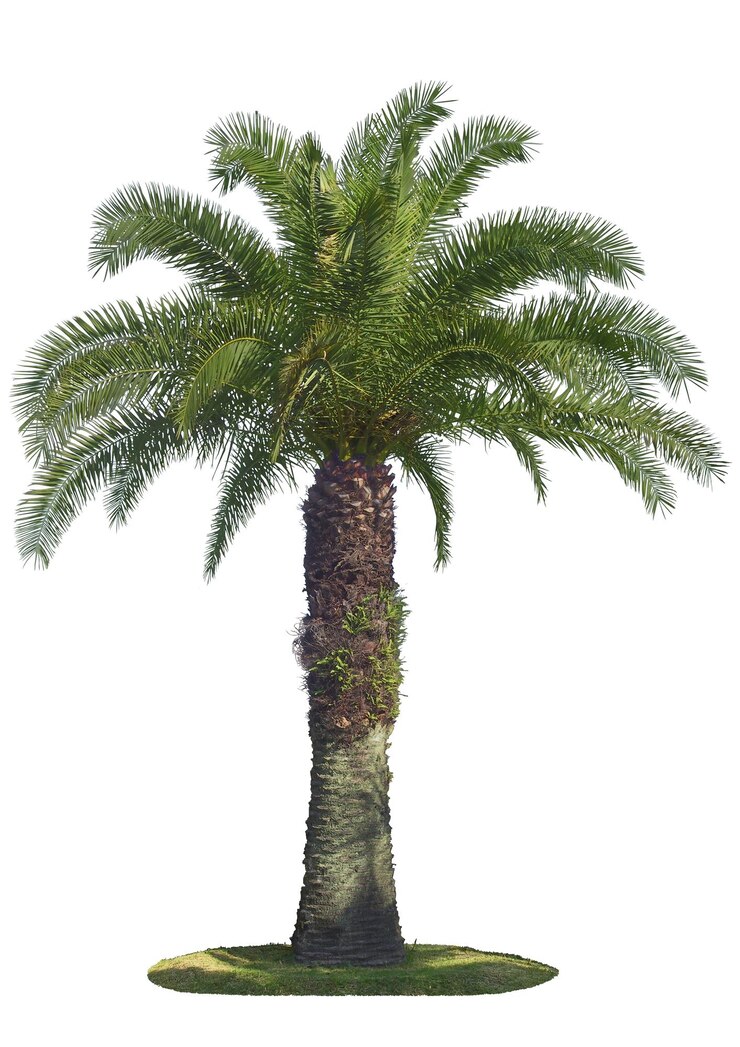 PSD árbol de colección de alta resolución con el diseño original de fondo psd recortado