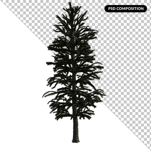 PSD Árbol de cycas aislado 3d