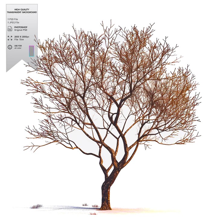 PSD un árbol desnudo sin hojas en un fondo transparente
