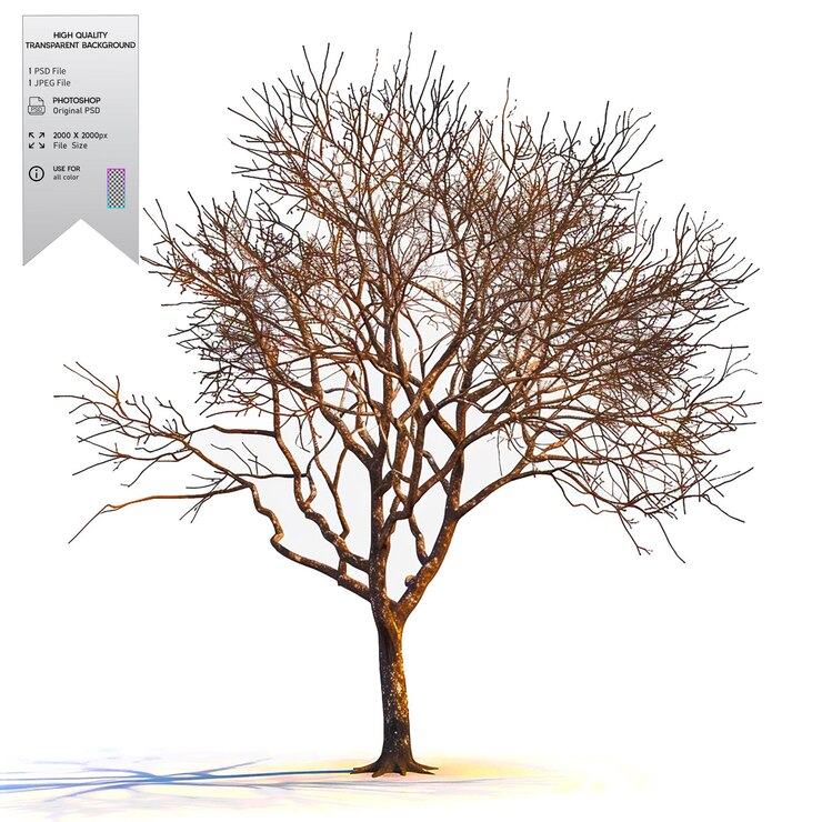 PSD un árbol desnudo sin hojas en un fondo transparente