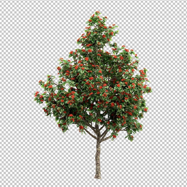 árbol de diseño PSD en fondo transparente