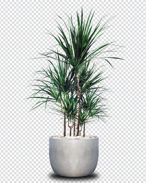 Árbol de la Dracaena reflexa