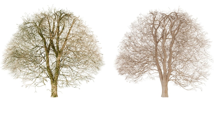 PSD árbol enfermo con ramas secas concepto de daño ambiental cambio climático y deforestación