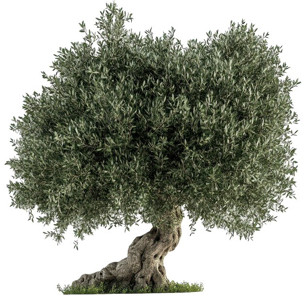 un árbol con un fondo blanco que dice aceitunas