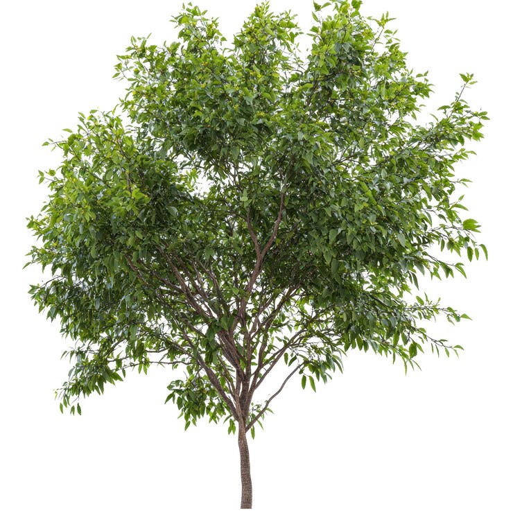 PSD un árbol con un fondo blanco que dice "la cita del árbol"