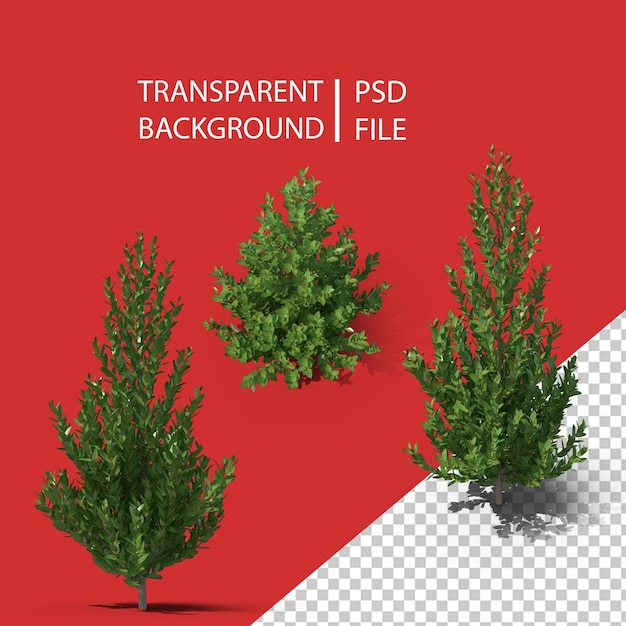 Árbol Fukugi PNG