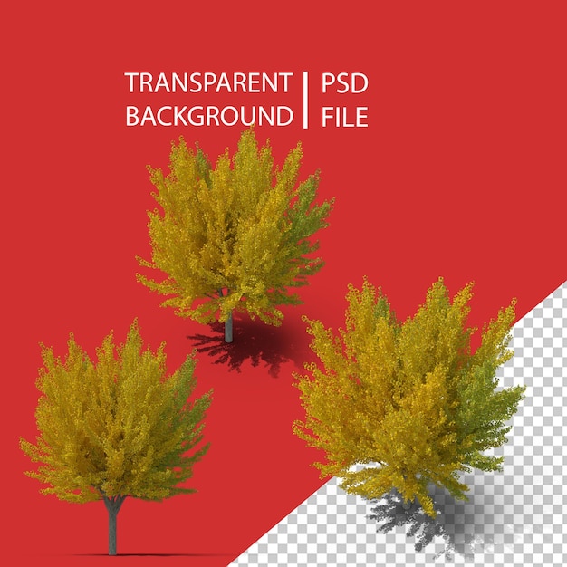 PSD Árbol de ginkgo multicolor png