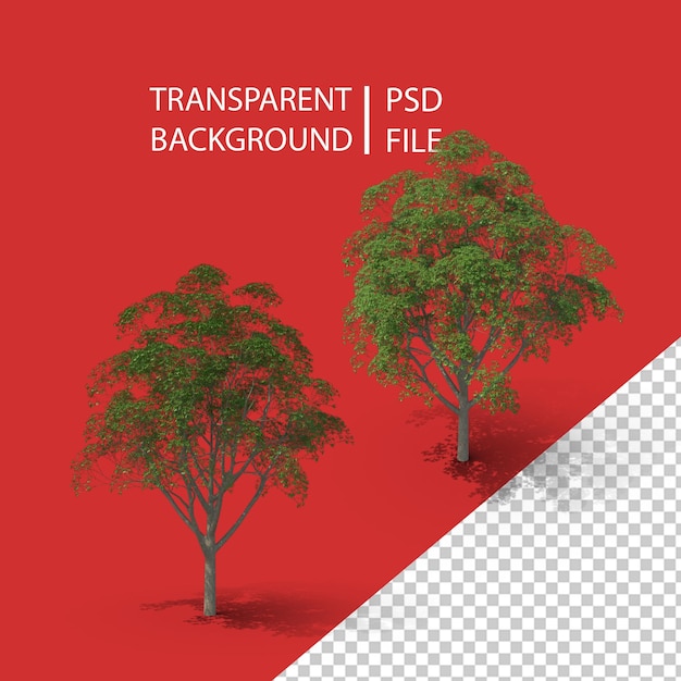 Árbol De Goma PNG