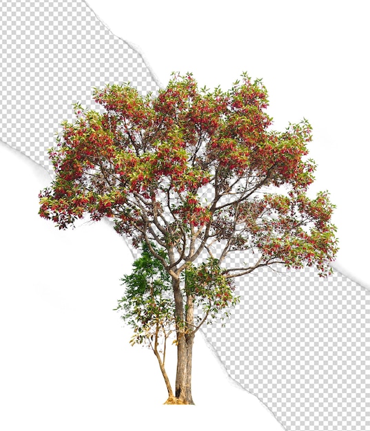 PSD Árbol grande y flor roja cortada