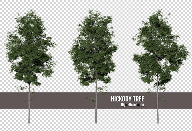 PSD Árbol de hickory en un fondo transparente