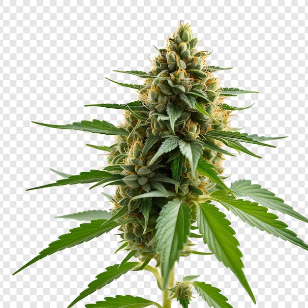 Árbol y hojas de marihuana medicinal aislados sobre un fondo transparente