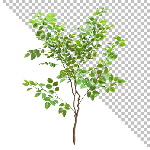 Árbol con hojas verdes aislado sobre un fondo transparente