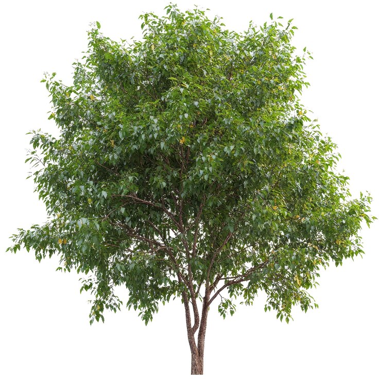 PSD un árbol con hojas verdes y un fondo blanco