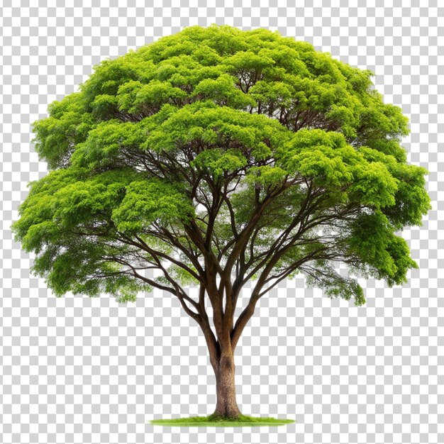 Un árbol con hojas verdes y un tronco marrón en un fondo transparente