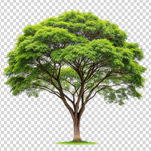 PSD un árbol con hojas verdes y un tronco marrón en un fondo transparente