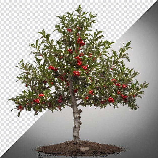 PSD Árbol de holly con frutas contra un fondo transparente y espacio vacío para el texto aislado