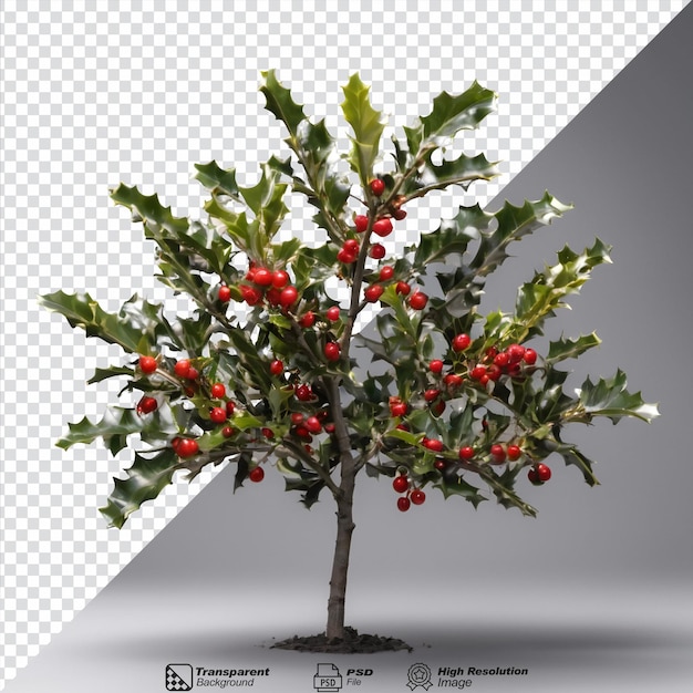 Árbol de holly con frutas contra un fondo transparente y espacio vacío para el texto aislado