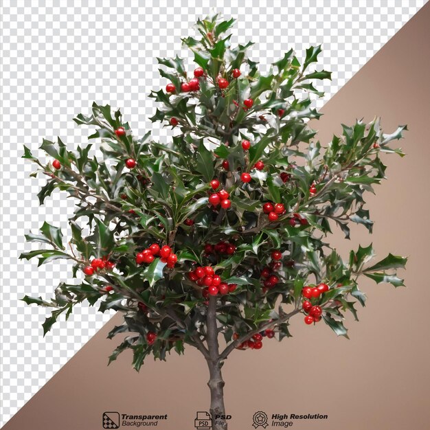 PSD Árbol de holly con frutas contra un fondo transparente y espacio vacío para el texto aislado