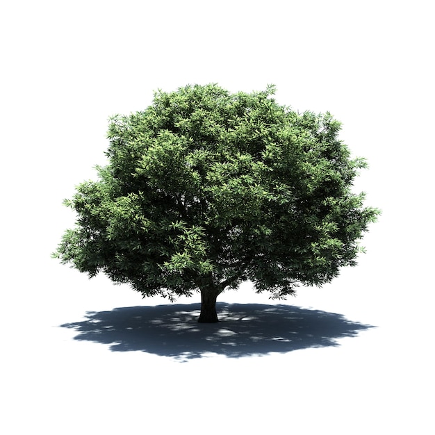 Árbol independiente