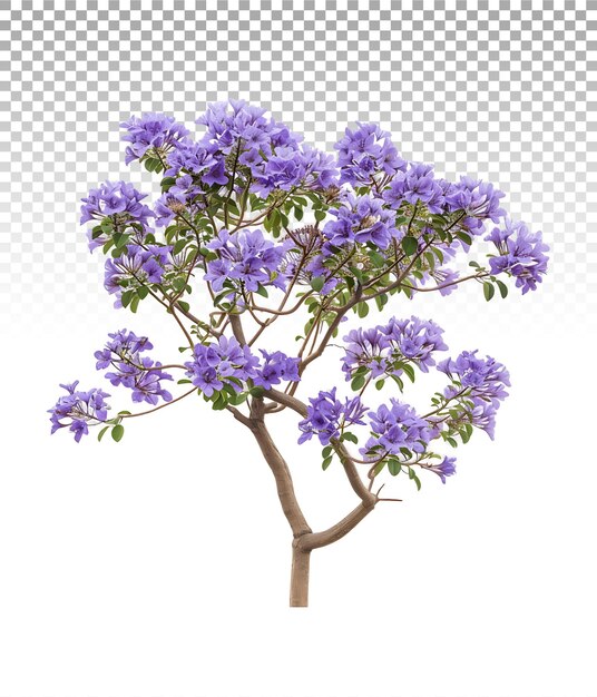 Árbol de Jacaranda Mimosifolia en un recorte de fondo transparente