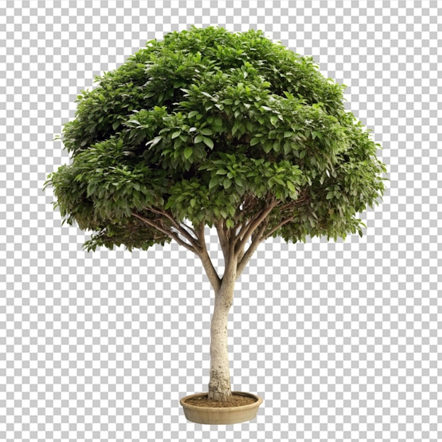 PSD Árbol de laurus nobilin