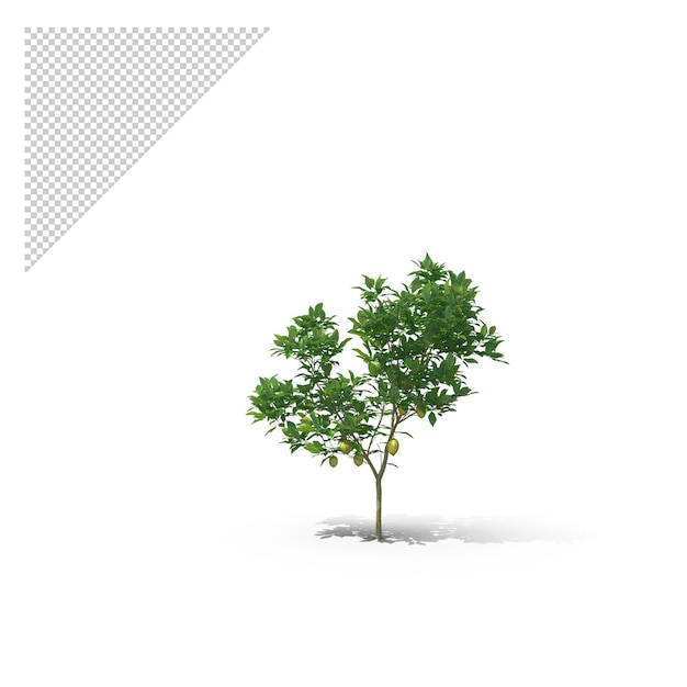 Árbol de limón cítrico png