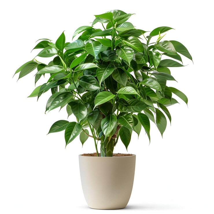 PSD árbol en maceta de epipremnum pinnatum archviz psd