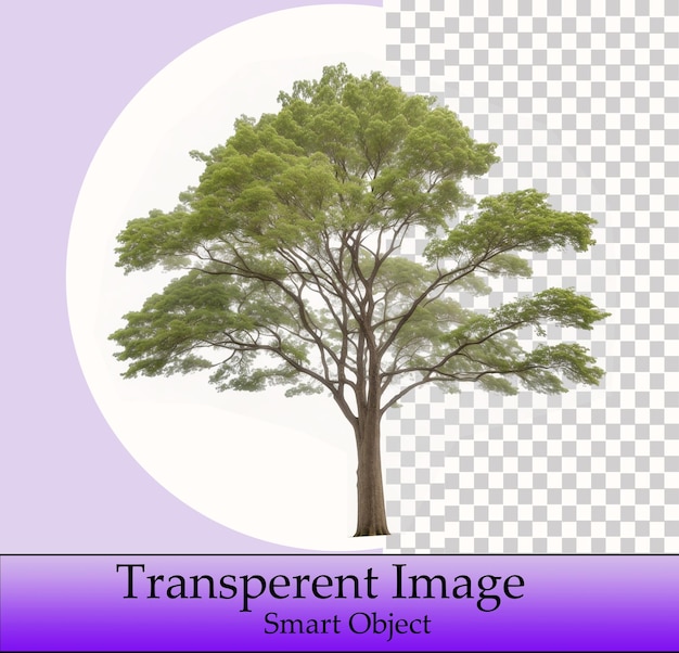 PSD Árbol modelo objeto inteligente imagen transparente