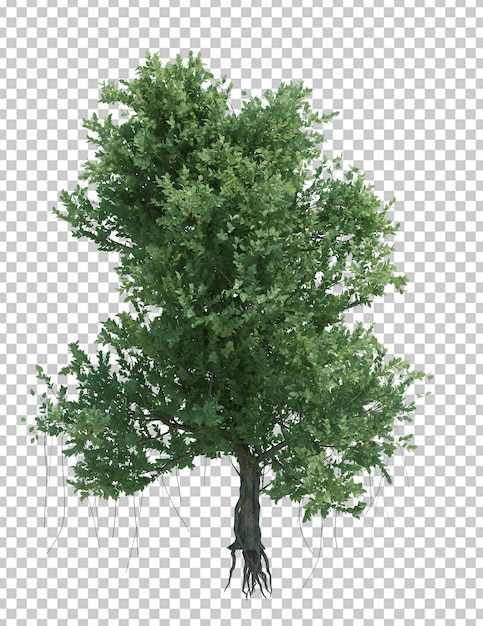 Árbol de objeto de naturaleza aislado