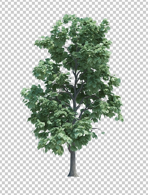 Árbol de objeto de naturaleza aislado