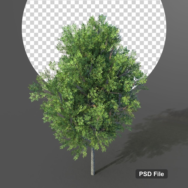 Árbol de objeto de naturaleza aislado