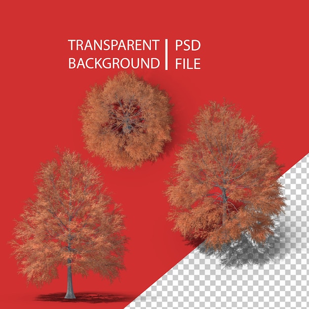 PSD arbol de otoño png