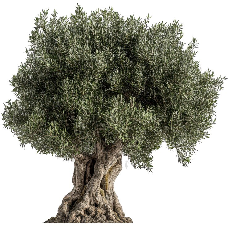 PSD un árbol con la palabra olivo en él