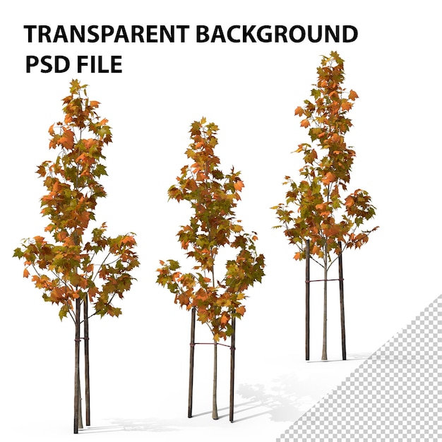 PSD Árbol pequeño png