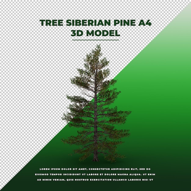 Árbol pino siberiano 3D modelo aislado