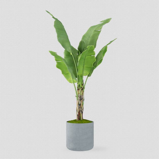 Árbol de plátano en maceta en 3d rendering