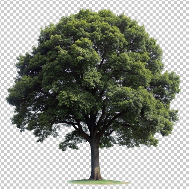 PSD un árbol png