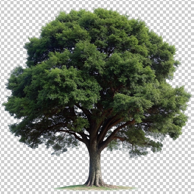 PSD un árbol png