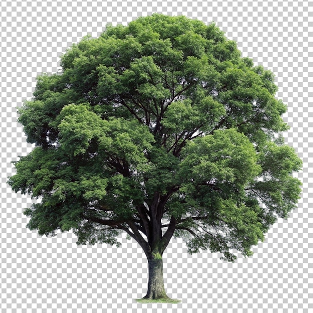 PSD un árbol png