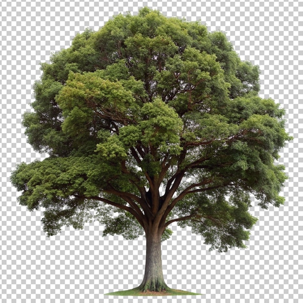 PSD un árbol png