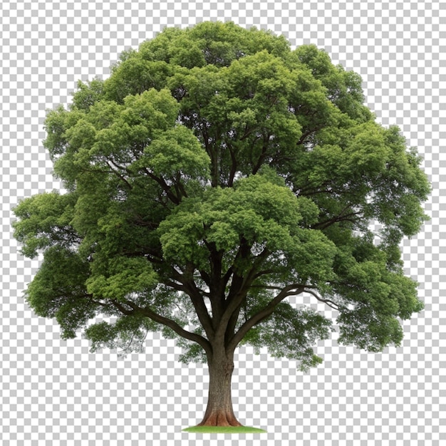 PSD un árbol png