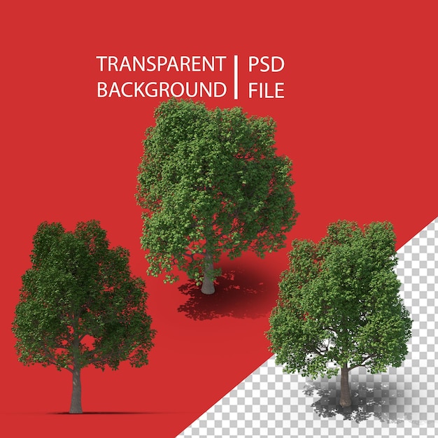 Árbol PNG