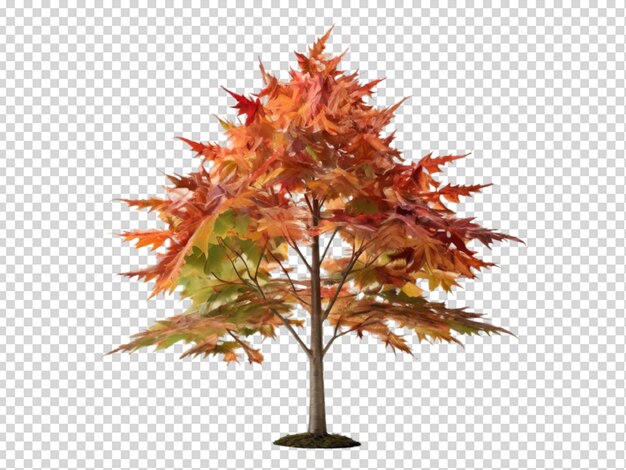 El árbol png