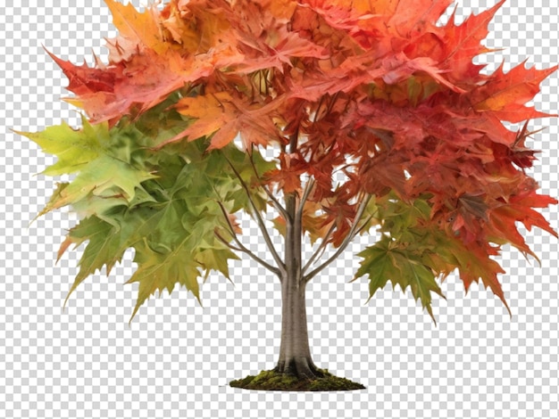 PSD el árbol png