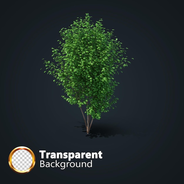Árbol realista transparente con una imagen aislada de un solo árbol isométrico png