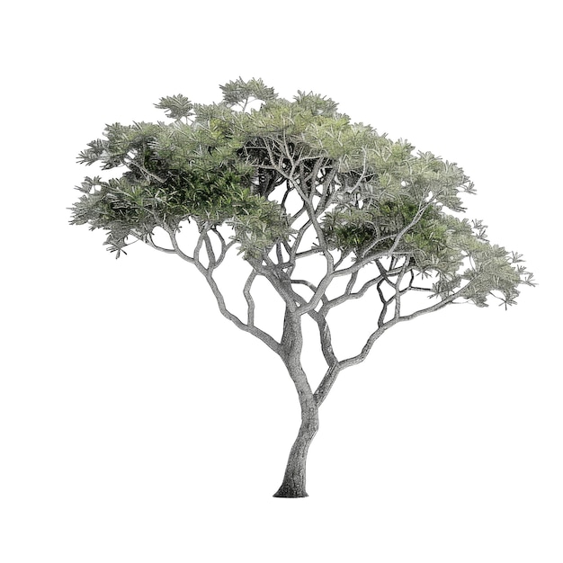 árbol recortado_Evereste_Crabapple fondo transparente