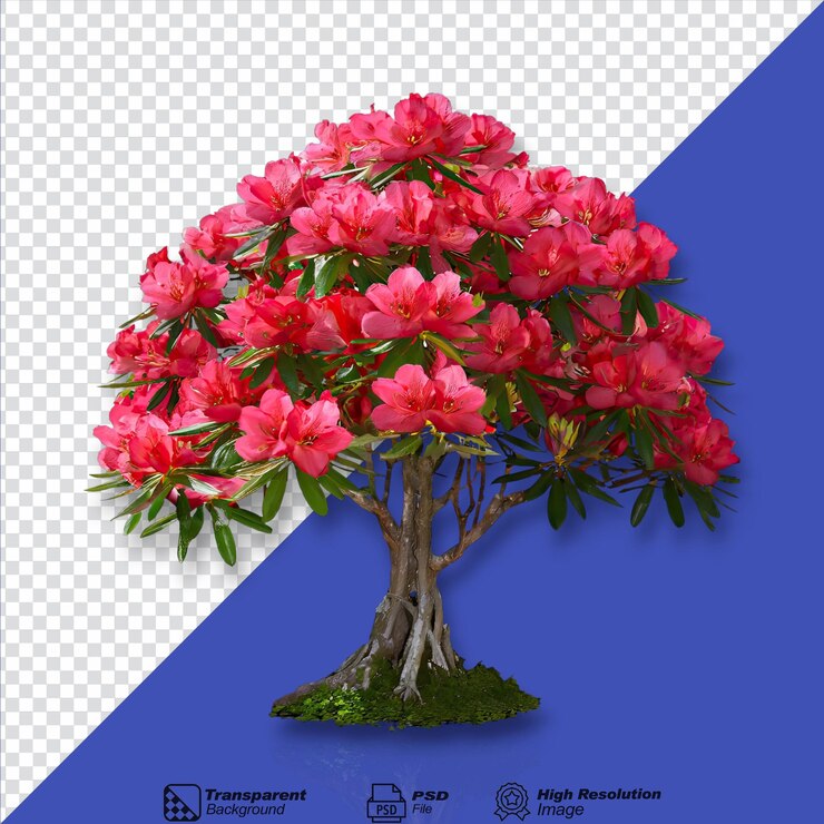 PSD árbol rojo de rododendro aislado sobre un fondo transparente