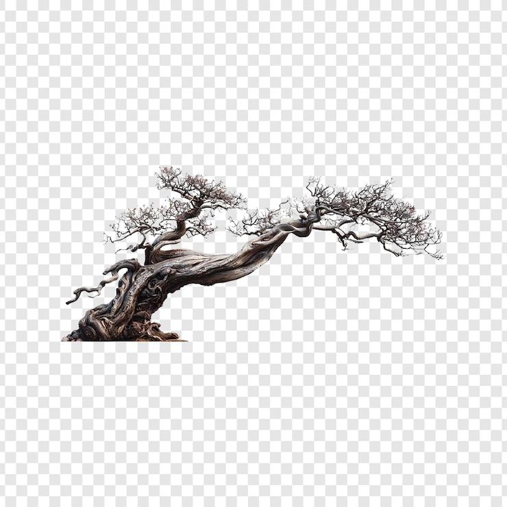 PSD un árbol con una sombra en él y un fondo blanco